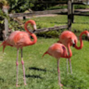 Meet your Posher, Darleen